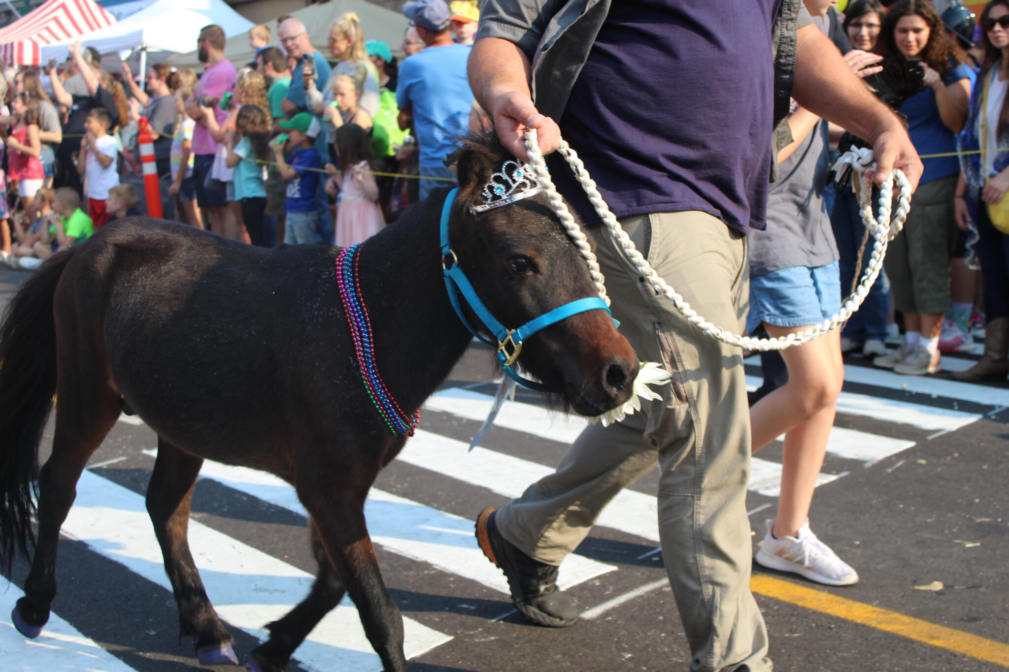 Festival Of The Horse 2025